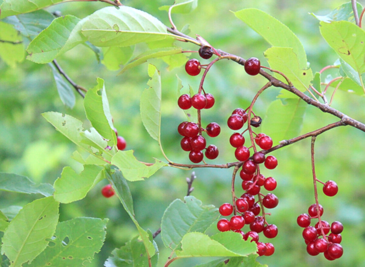 Chokecherry Seeds for Planting