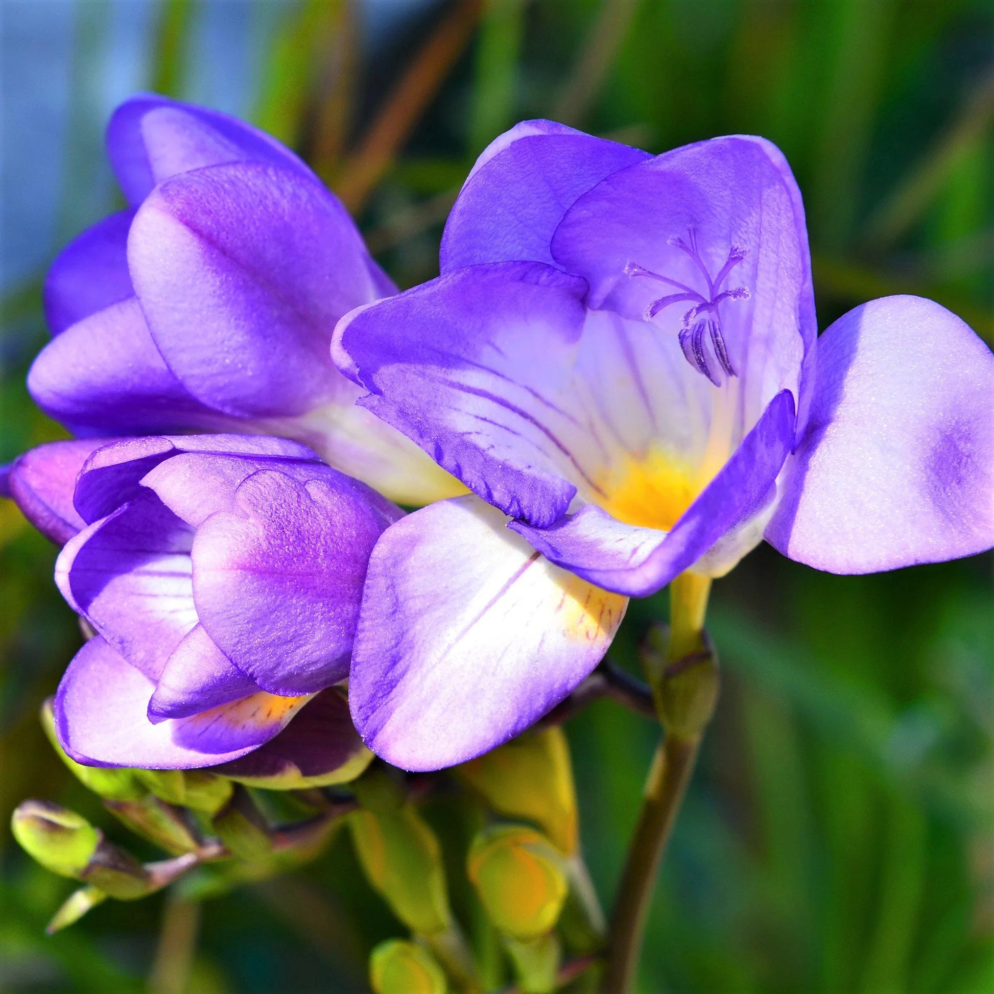 Lavender Freesia Flower seeds for Planting - Pollinator Friendly, Heirloom & GMO Free Seeds for Home Garden