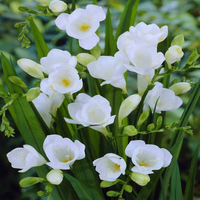 White Freesia Flower Seeds for Planting Hardy Variety Heirloom & GMO Free Seeds for Home Garden
Sale