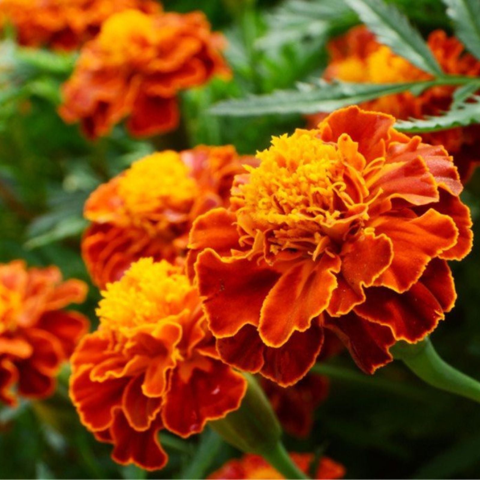 Mix Marigold Flower seeds for Planting - Fragrant Blossoms, Heirloom & GMO Free Seeds for Home Garden