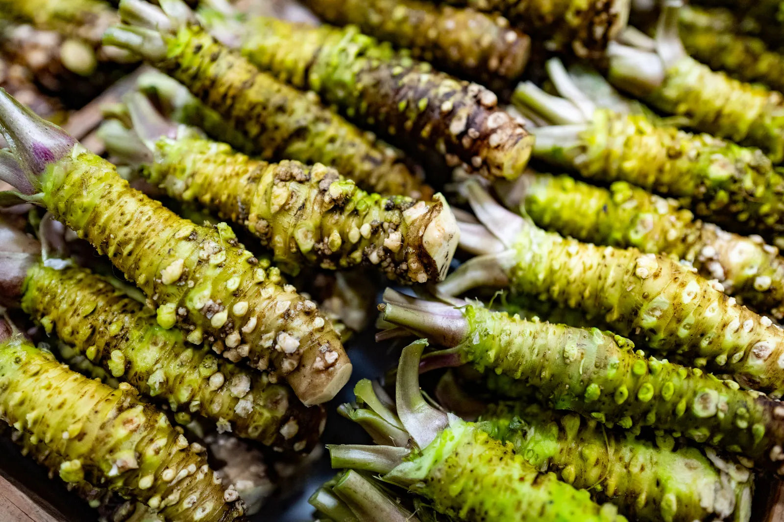 Horseradish Planting Seeds Grow Your Own Spicy Root