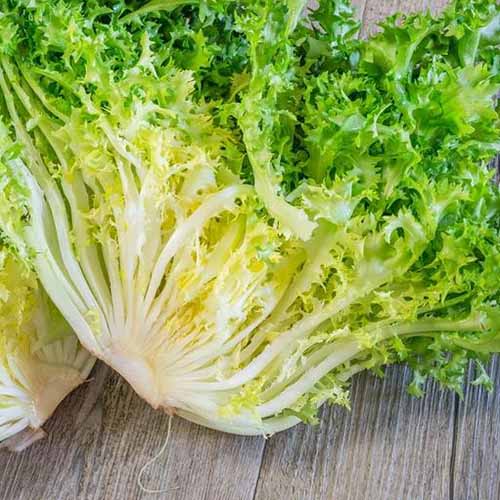 Frisée Endive Seeds: Planting Guide for Successful Growth