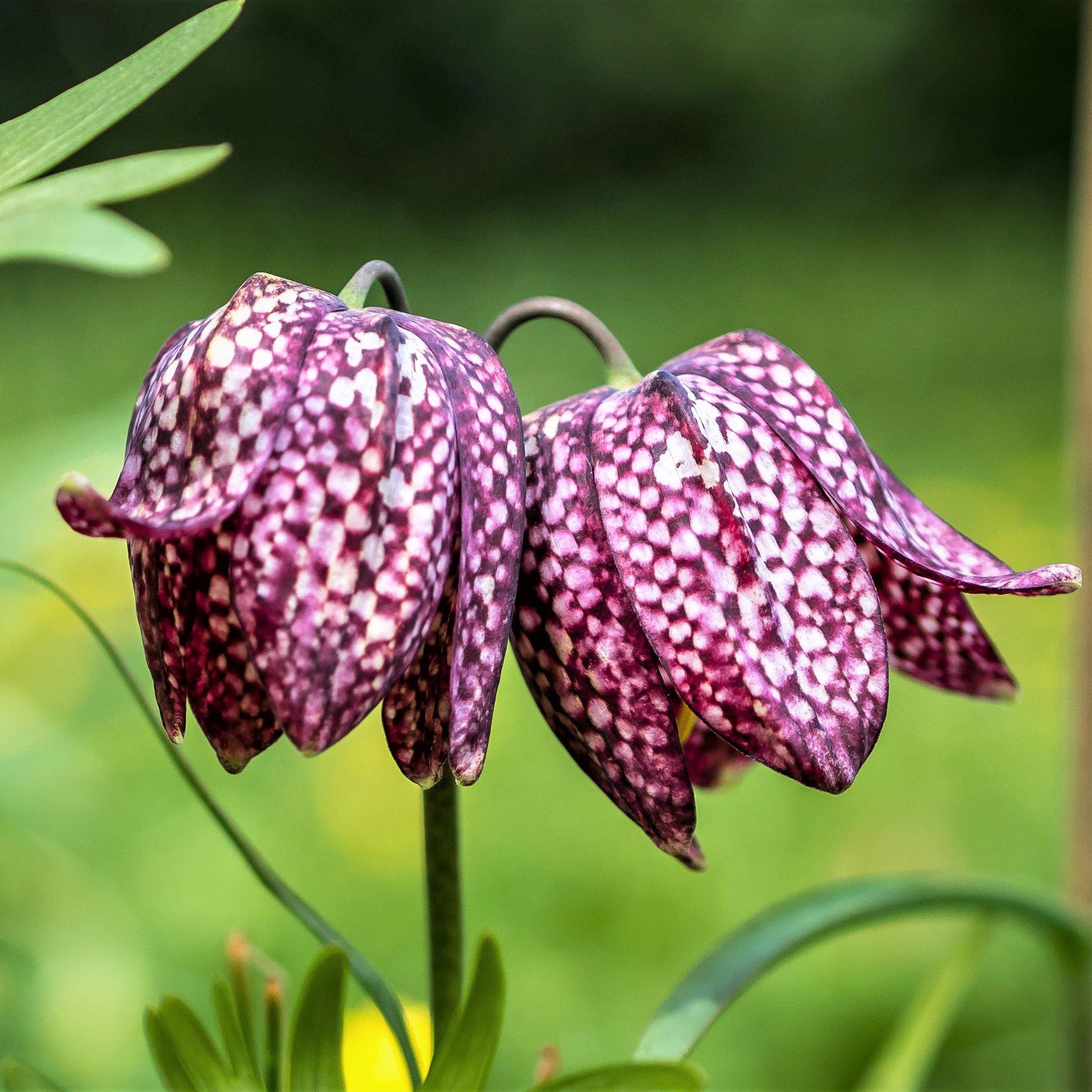 Pink Fritillaria Flower seeds for Planting - Shade Tolerant, Heirloom & GMO Free Seeds for Home Garden