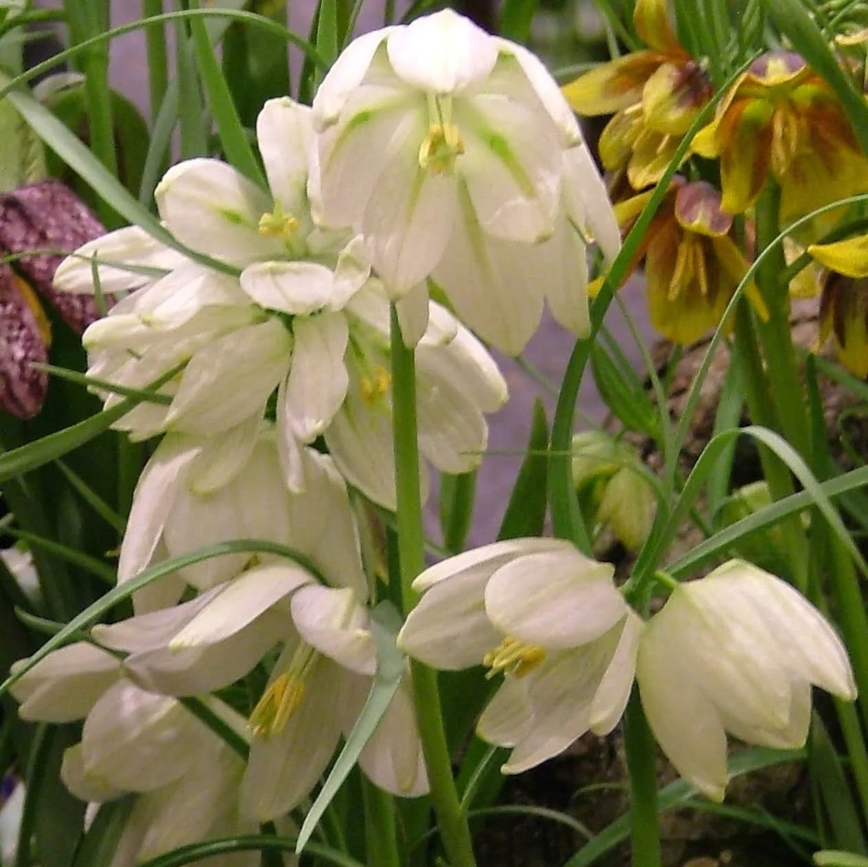 White Fritillaria Flower Seeds for Planting Vibrant Colors Heirloom & GMO Free Seeds for Home Garden
Sale