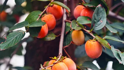 Red Diospyros Fruit Seeds for Planting - Grow Stunning Perennials