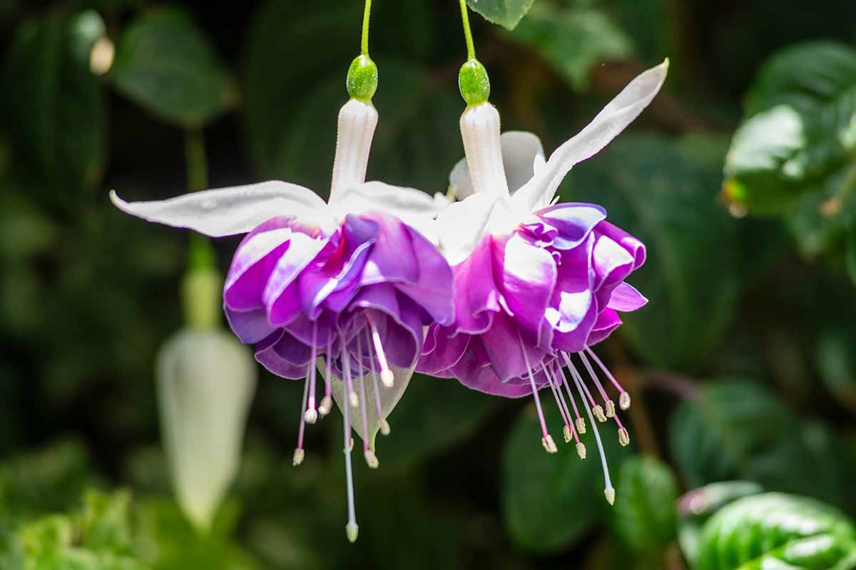 White Purple Fuchsia Hybrida Flower Seeds – Garden Favorite Heirloom & NonGMO
Sale