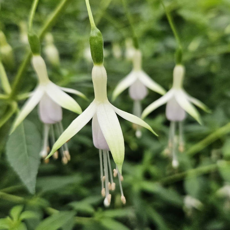 White Fuchsias Flower Seeds for Planting Sun Loving Heirloom & GMO Free Seeds for Home Garden
Sale