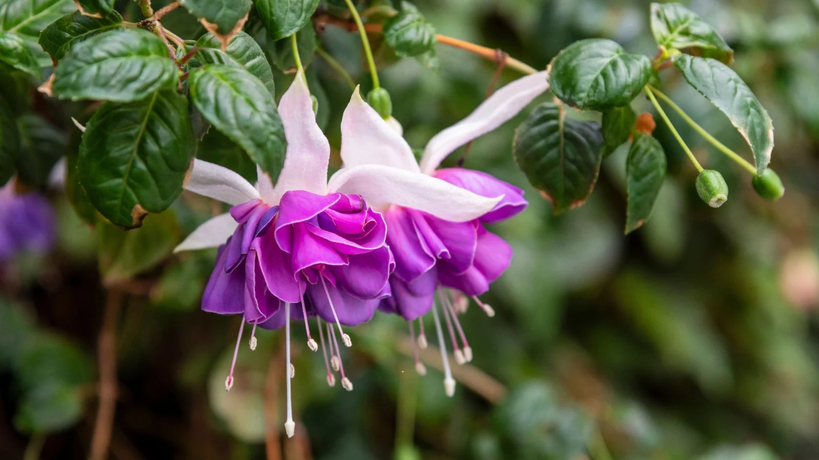 Lavender Fuchsia Flower Seeds for Planting Cottage Garden Essential Heirloom & GMO Free Seeds for Home Garden
Sale