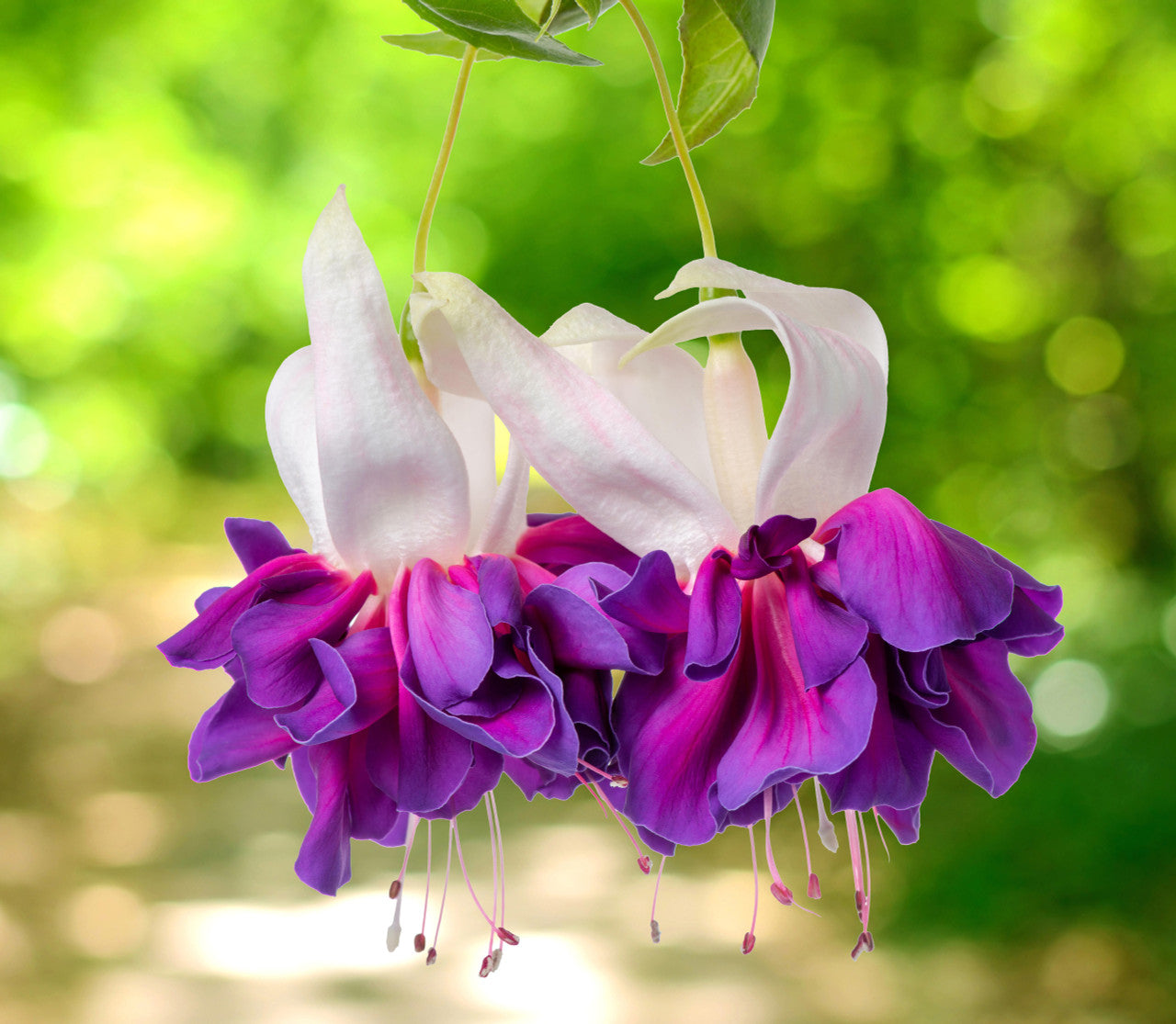 Purple White Fuchsia Flower seeds for Planting Long Bloom Season Heirloom & GMO Free Seeds for Home Garden