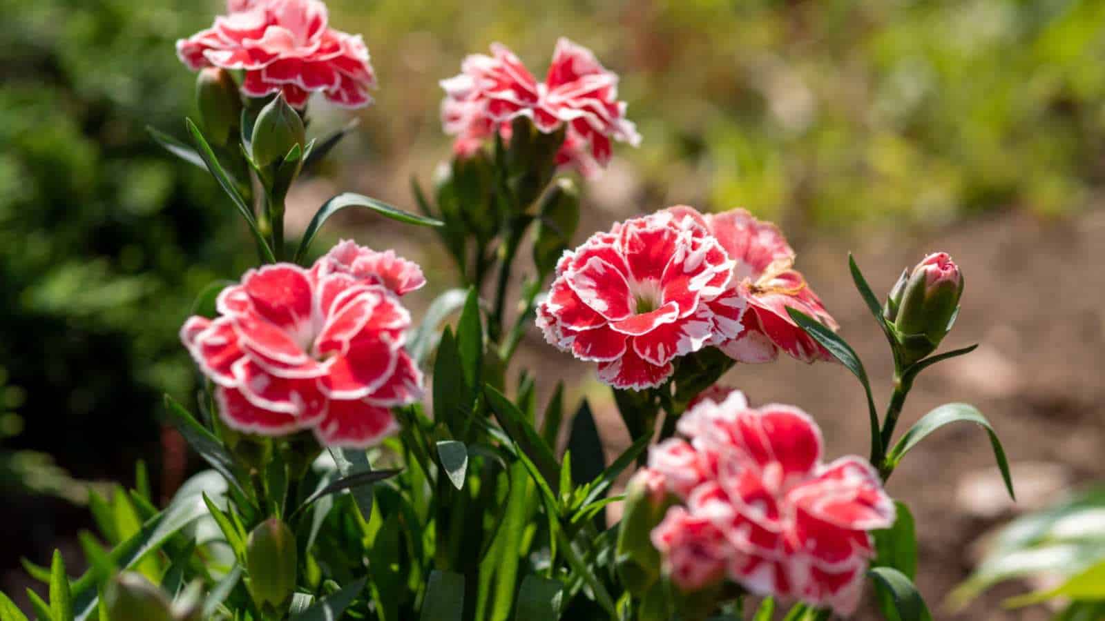 Carnations Pink Flower Planting Seed for Plantings for Planting for a Colorful Garden Heirloom Non-GMO Seeds