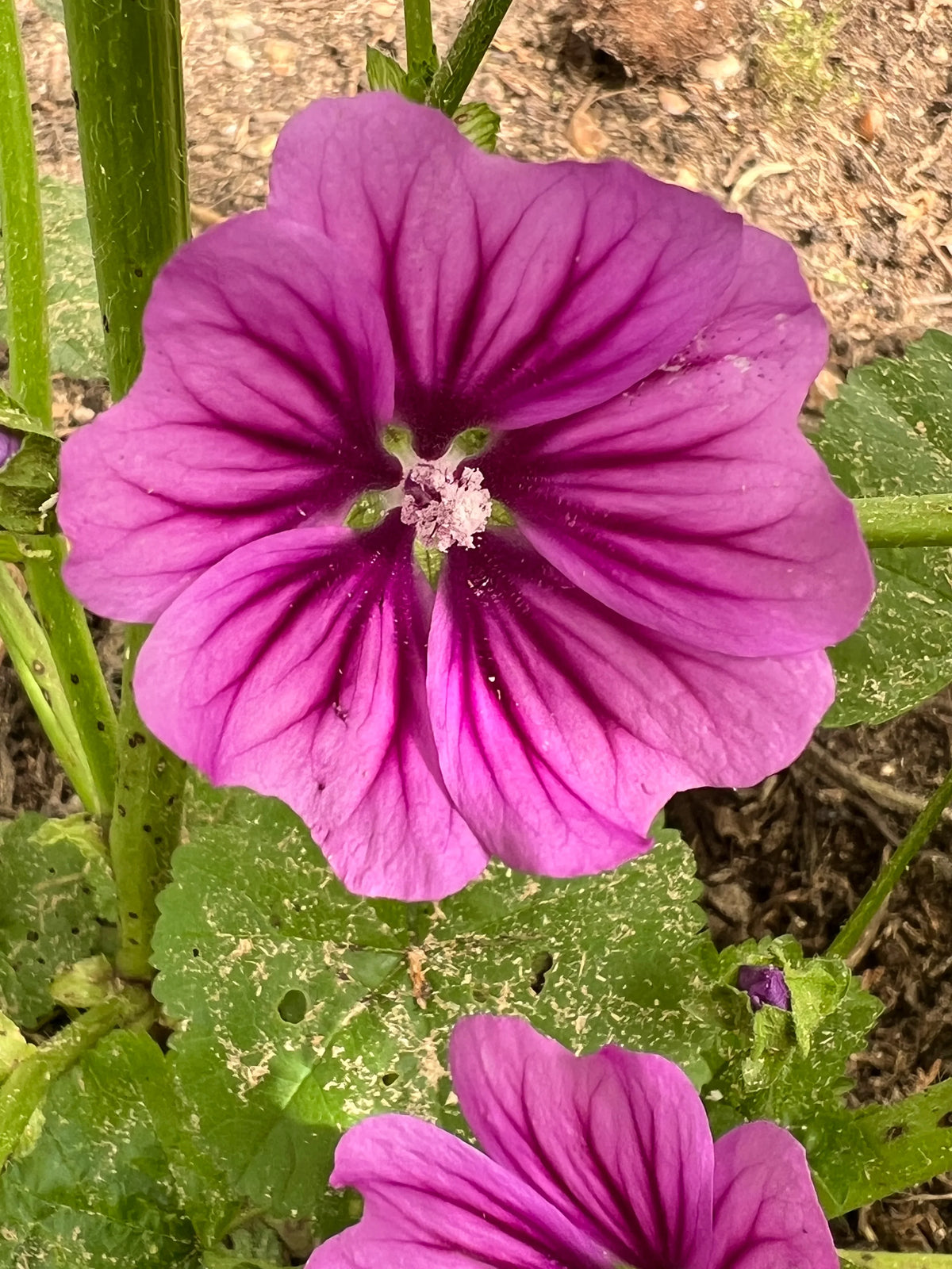 Mallow Flower seeds blooming in flower beds, containers, borders, and pollinator-friendly gardens