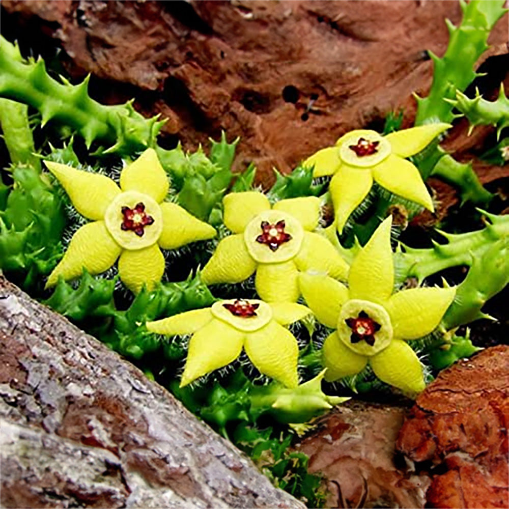 Stapelia Flower seeds for Planting Hardy Variety Heirloom & GMO Free Seeds for Home Garden