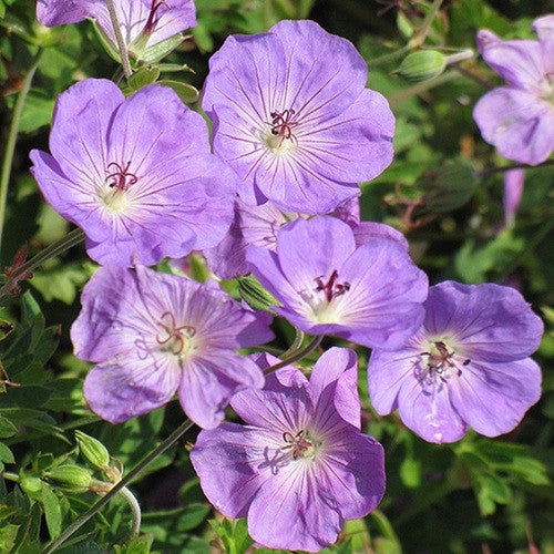 Light Violet Geranium Flower Seeds for Planting Perfect for Borders Heirloom & GMO Free Seeds for Home Garden
Sale