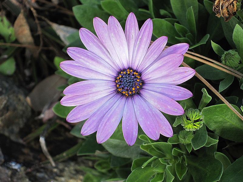 Violet Daisy Flower seeds for Planting - Sun Loving, Heirloom & GMO Free Seeds for Home Garden