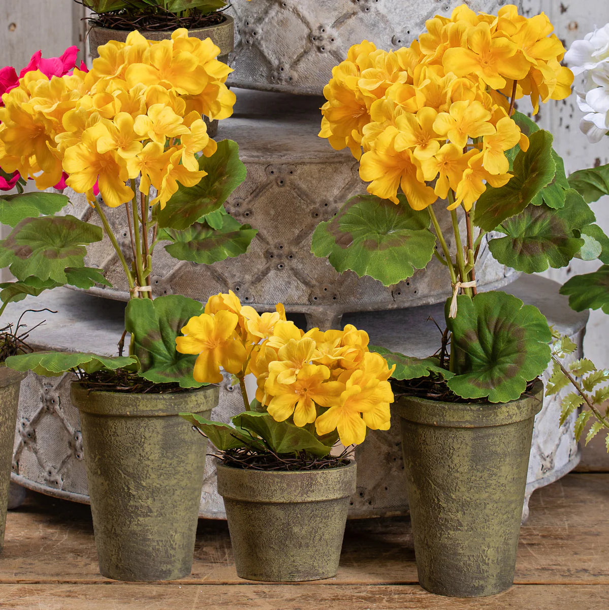 Dark Yellow Geranium Flower Seeds for Planting Perfect for Borders Heirloom & GMO Free Seeds for Home Garden
Sale