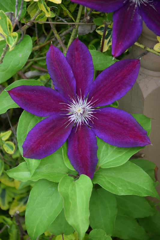 Clematis Red Purple Flower seeds for Planting - Cottage Garden Essential, Heirloom & GMO Free Seeds for Home Garden