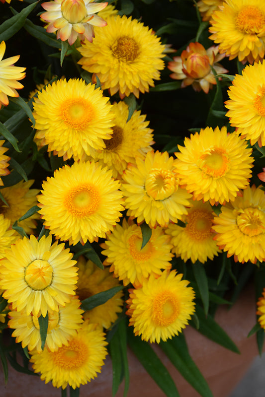 Yellow StrawFlower seeds for Planting - Garden Favorite, Heirloom & GMO Free Seeds for Home Garden