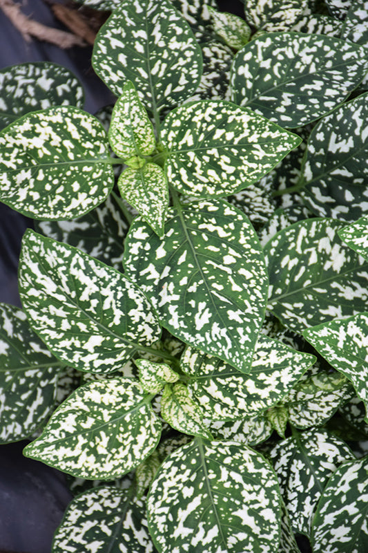White Green Hypoestes Polka Flower seeds for Planting - Wildflower Mix, Heirloom & GMO Free Seeds for Home Garden