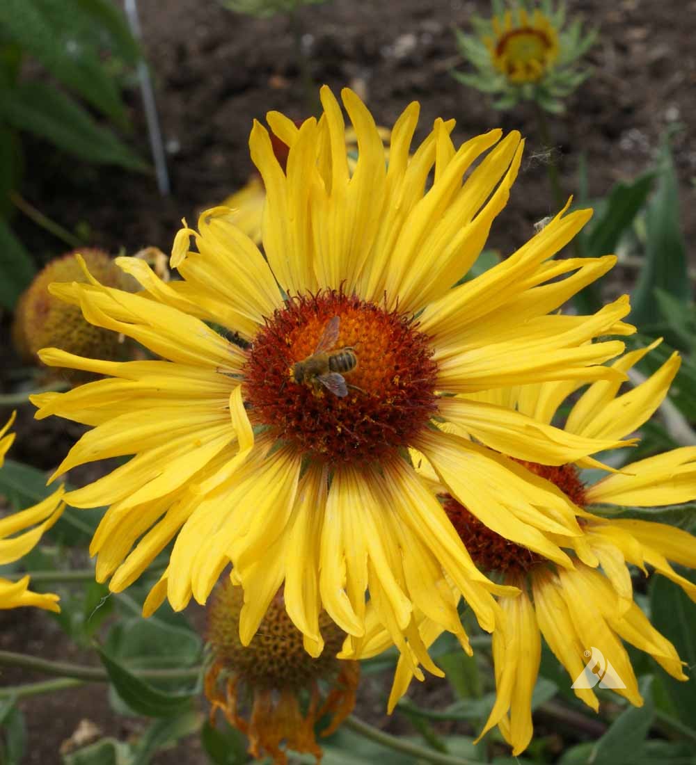 Yellow Gaillardia Flower seeds for Planting - Garden Favorite, Heirloom & GMO Free Seeds for Home Garden
Sale seeds for planting in home garden