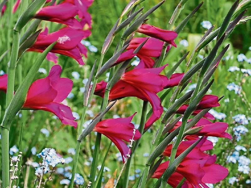 Pulcherrimum Flower seeds for Planting - Long Bloom Season, Heirloom & GMO Free Seeds for Home Garden