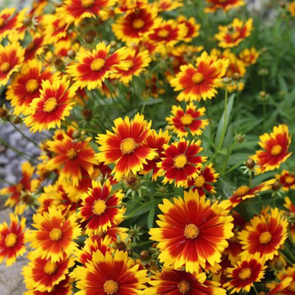 Yellow Red Aristata Flower Seeds for Garden Planting Vibrant Blooms