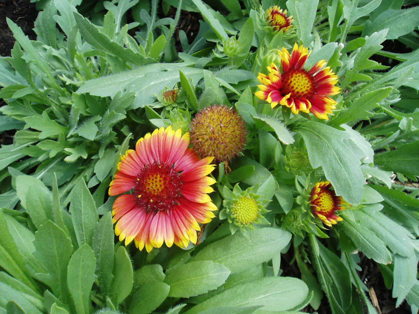Yellow and Red Arizona Flower Seeds for Planting