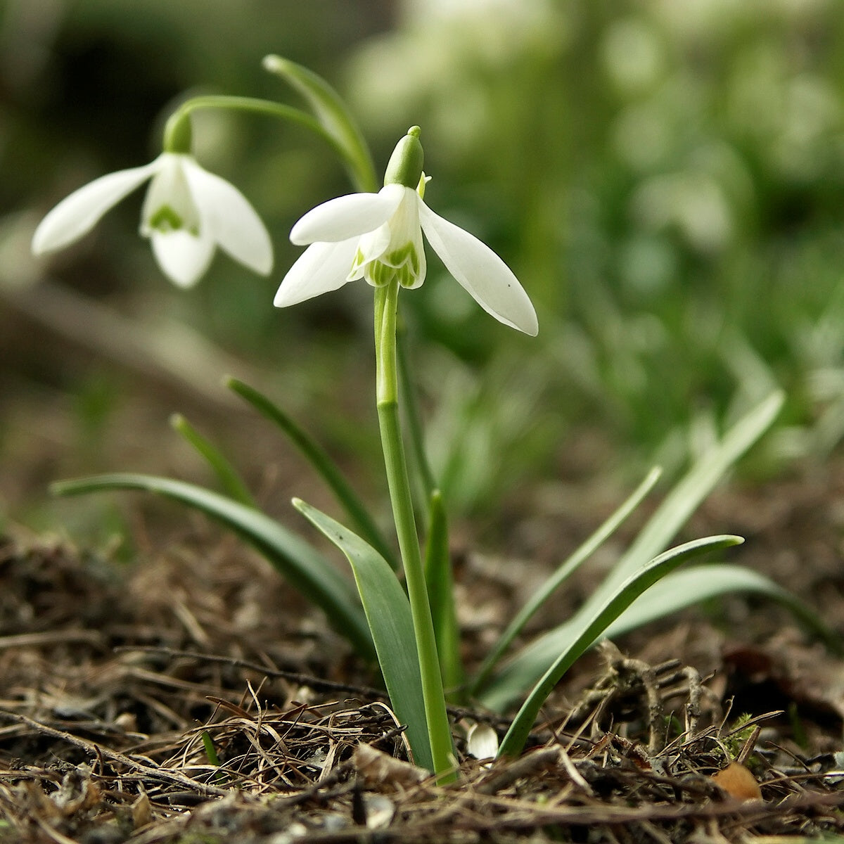 Nivalis Flower Seeds for Planting - Vibrant Blooms for Your Garden