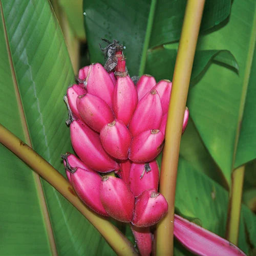 Pink Banana Fruit Seeds for Easy Planting