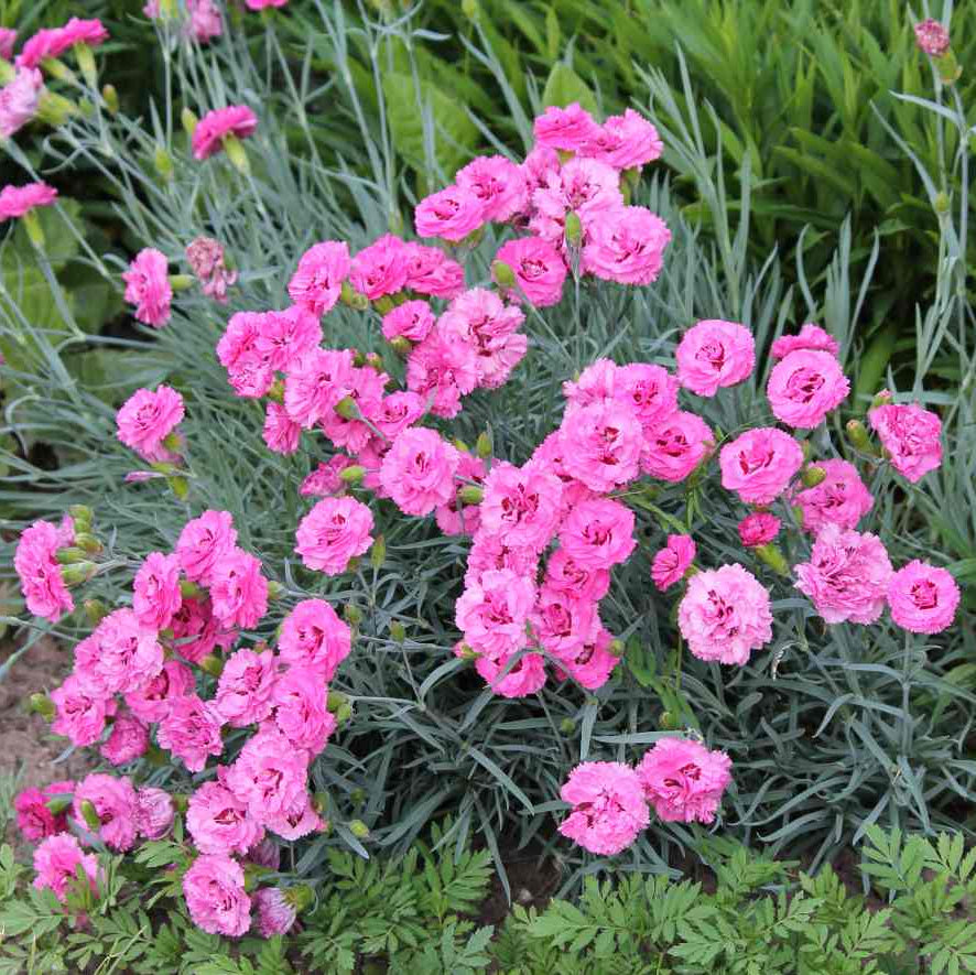 Pink Dianthus Caryophyllus Flower Seeds for Planting Drought Tolerant Heirloom & GMO Free Seeds for Home Garden
Sale