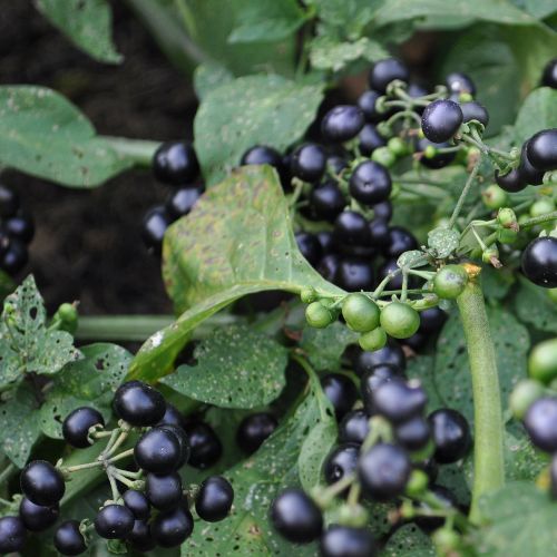 Huckleberry Planting Seeds for Growing Fruit Sweet and Tangy Berries at Home