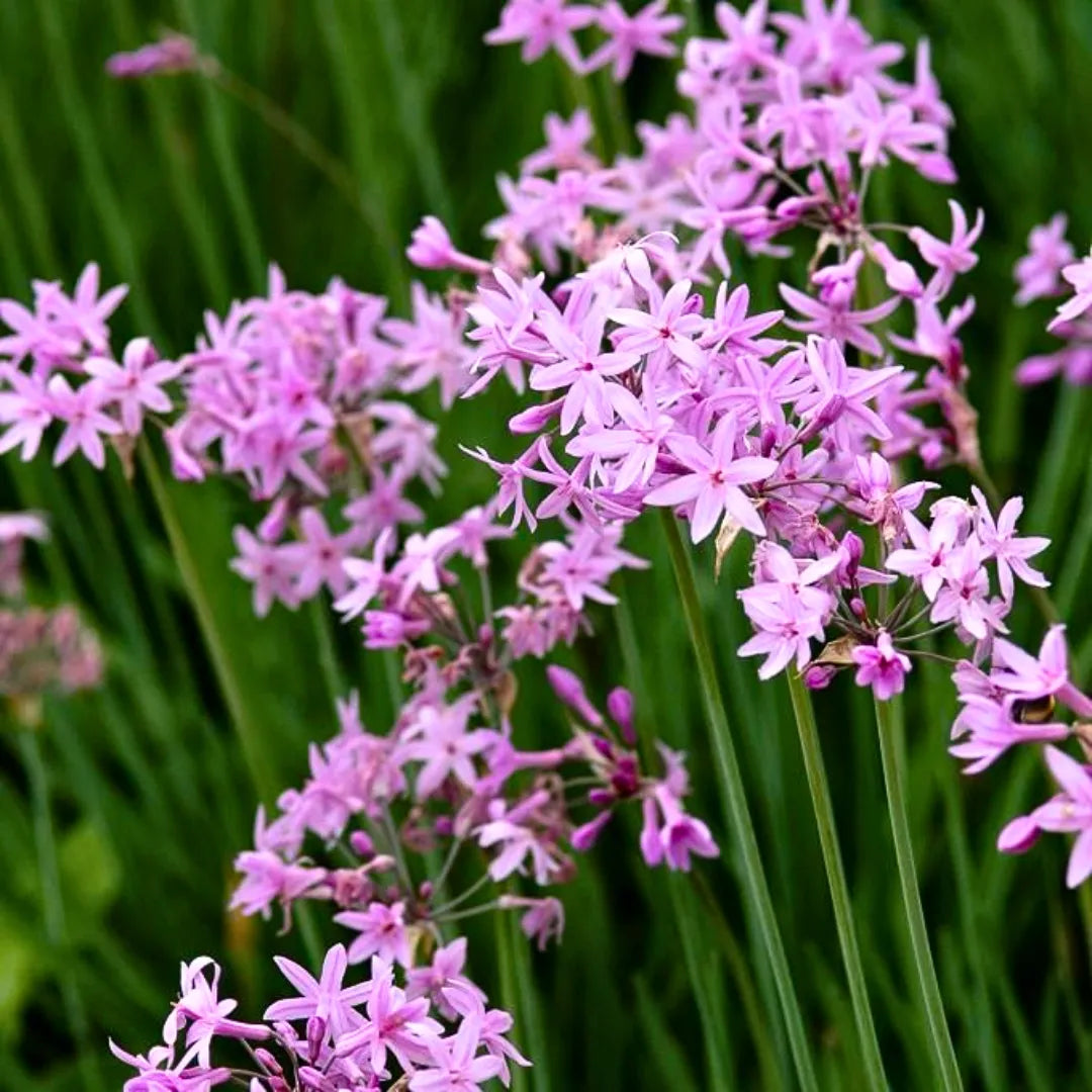 Tulbaghia Violacea Flower seeds for Planting - Easy to Grow, Heirloom & GMO Free Seeds for Home Garden