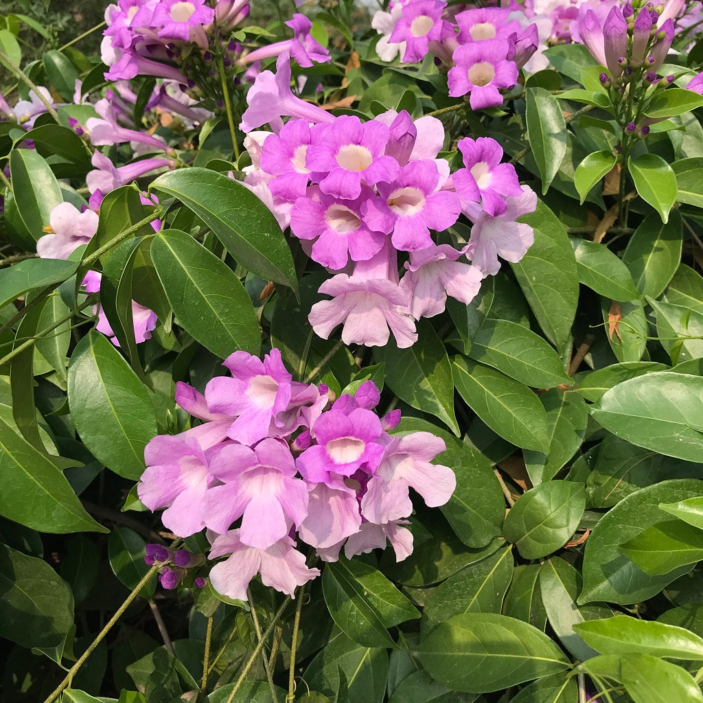 Garlic Vine Mansoa alliacea Flower Seeds for Planting in Flower Bed & Garden