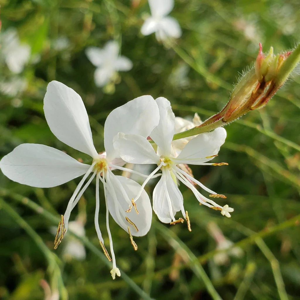 White Gaura Lindheimer Seeds for Planting - Perennial Flower Seeds