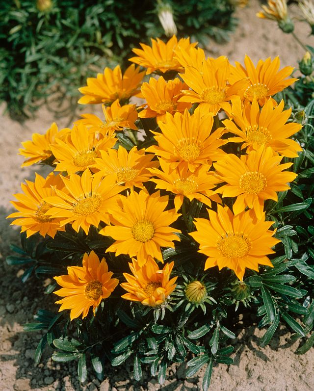 Gazania Mini Star Yellow Seeds for Sun-Loving Flowers