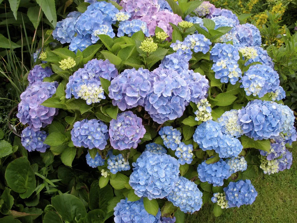 Sky Blue Hydrangea Flower seeds for Planting - Fragrant Blossoms, Heirloom & GMO Free Seeds for Home Garden