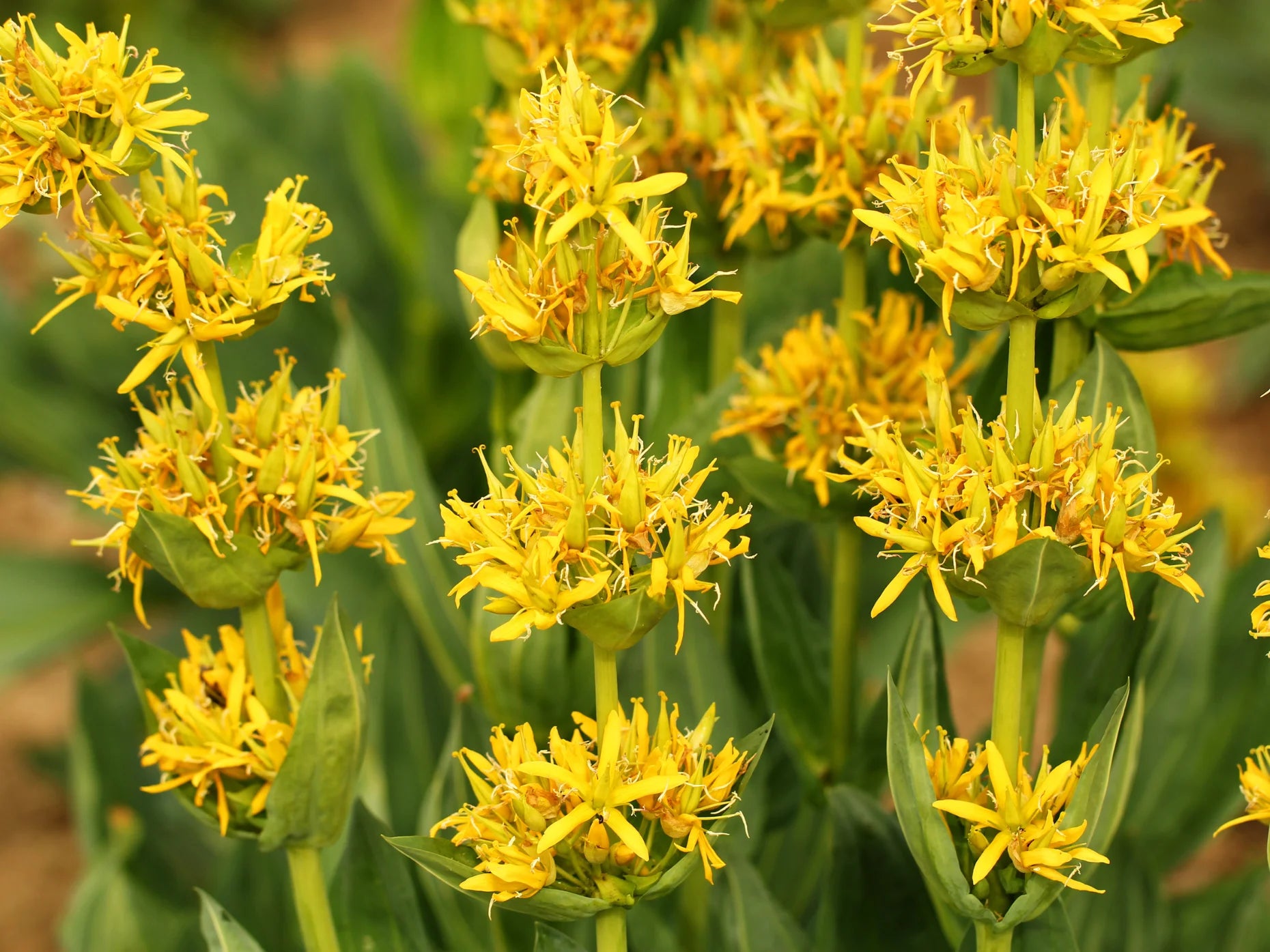 Yellow Gentian Flower Seeds for Planting - Vibrant Perennial Blooms for Your Garden