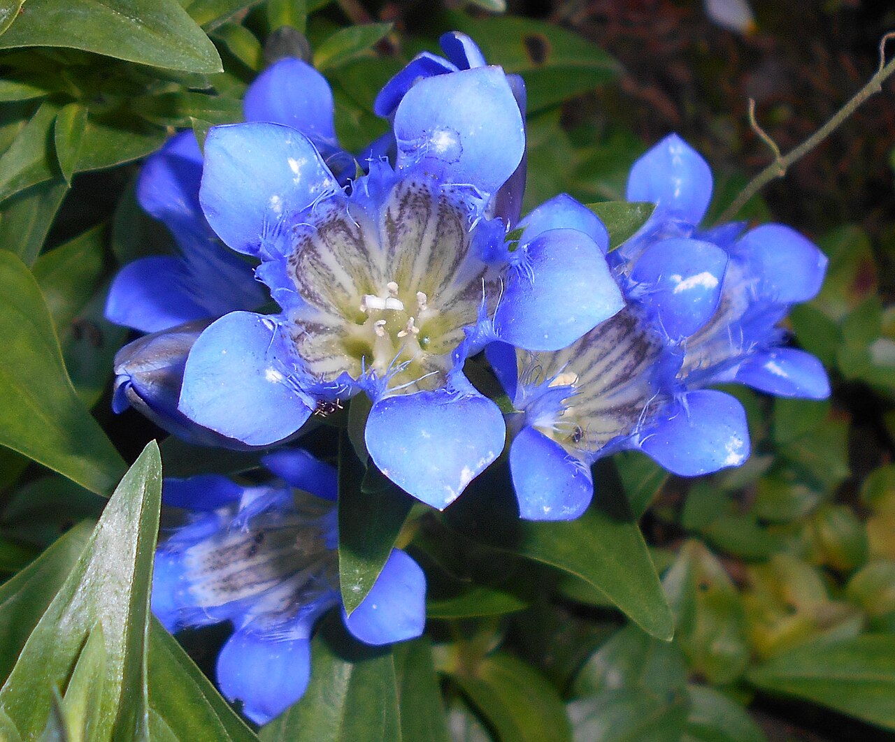 Blue Gentiana Flower seeds for Planting - Compact Growth, Heirloom & GMO Free Seeds for Home Garden