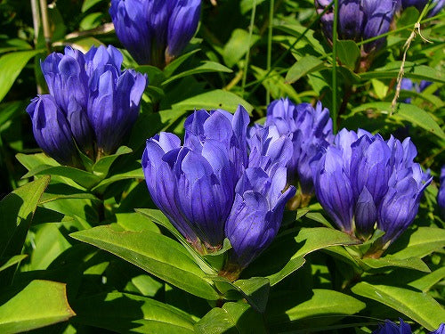 Blue Gentiana Triflora Seeds for Vibrant Planting