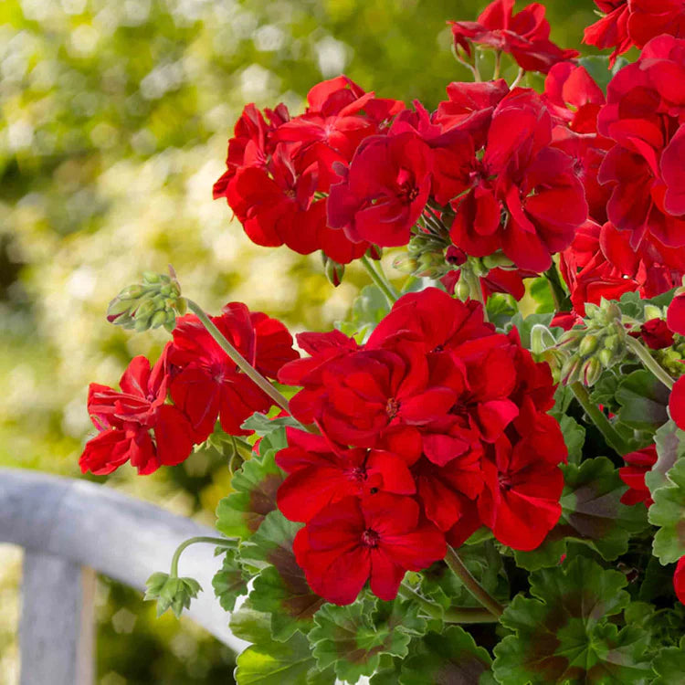 Red Geranium Breakaway Flower seeds for Planting - Drought Tolerant, Heirloom & GMO Free Seeds for Home Garden