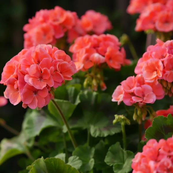 Light Red Pelargonium Flower Seeds for Planting Fragrant Blossoms Heirloom & GMO Free Seeds for Home Garden
Sale