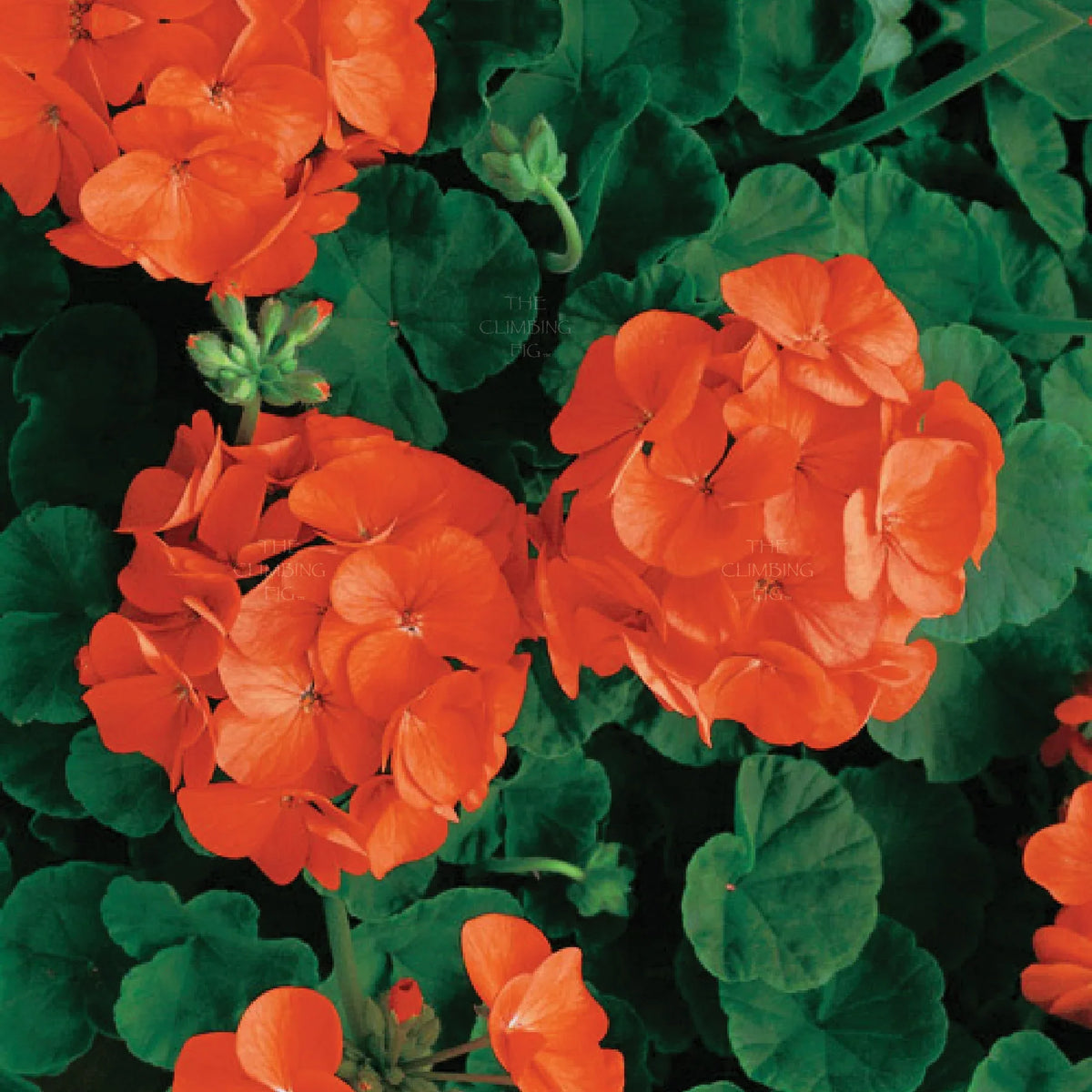 Geranium Light Orange Flower seeds blooming in flower beds, containers, borders, and pollinator-friendly gardens