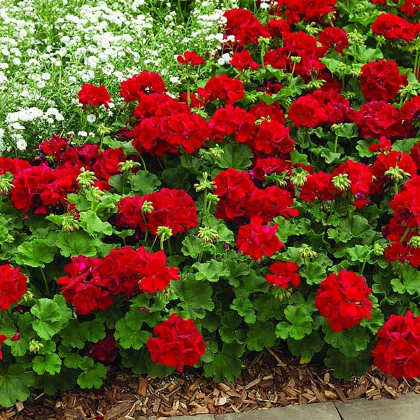 Geraniums Red Flower seeds blooming in flower beds, containers, borders, and pollinator-friendly gardens