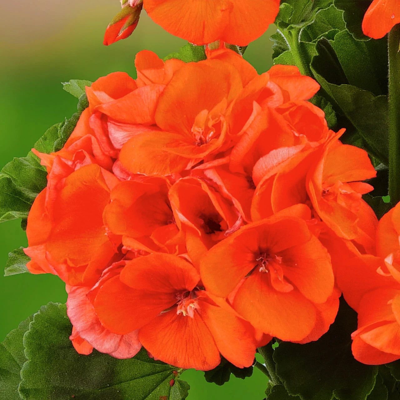 Orange Mix Geranium Pelargonium Flower Seeds blooming in flower beds, containers, borders, and pollinator-friendly gardens