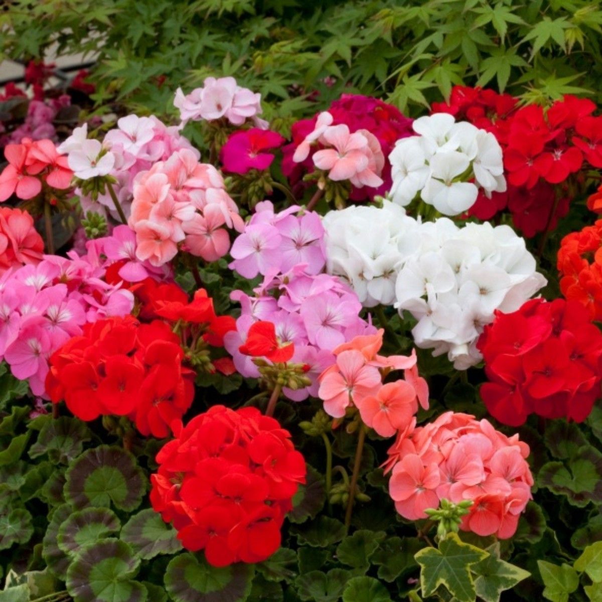 Geranio de Hojas Flower seeds for Planting - Perfect for Borders, Heirloom & GMO Free Seeds for Home Garden