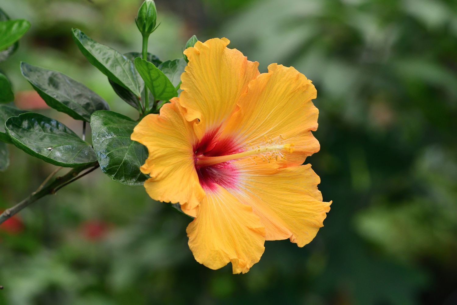 Dark Orange Hibiscus Flower seeds for Planting Long Bloom Season Heirloom & GMO Free Seeds for Home Garden Sale