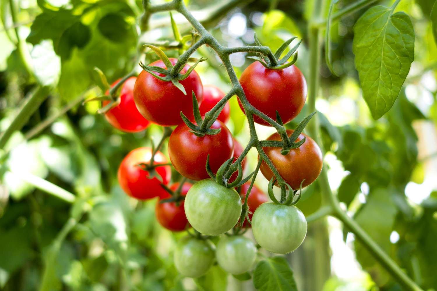 Mix Tomato Vegetable for Planting Seeds