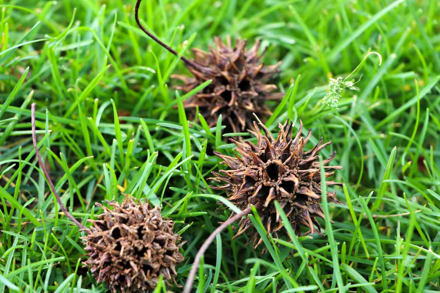 American Sweetgum Tree Seeds for Planting
