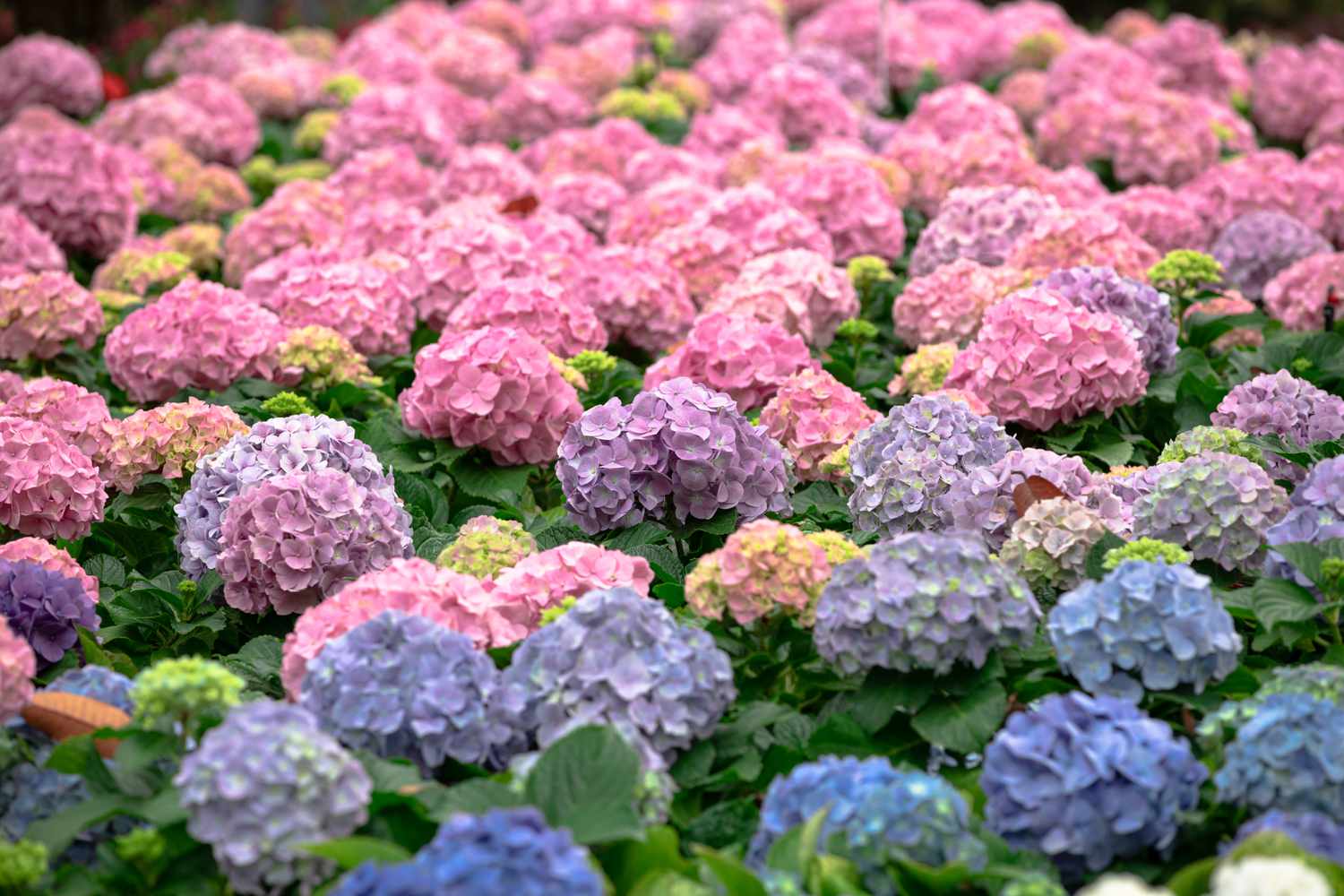 Pink Hydrangea Flower seeds for Planting - Fragrant Blossoms, Heirloom & GMO Free Seeds for Home Garden