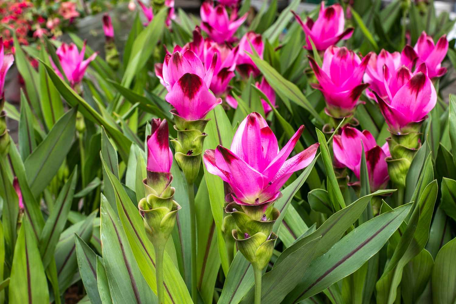 Curcuma Flower Seeds for Planting - Stunning Pink Blooms
