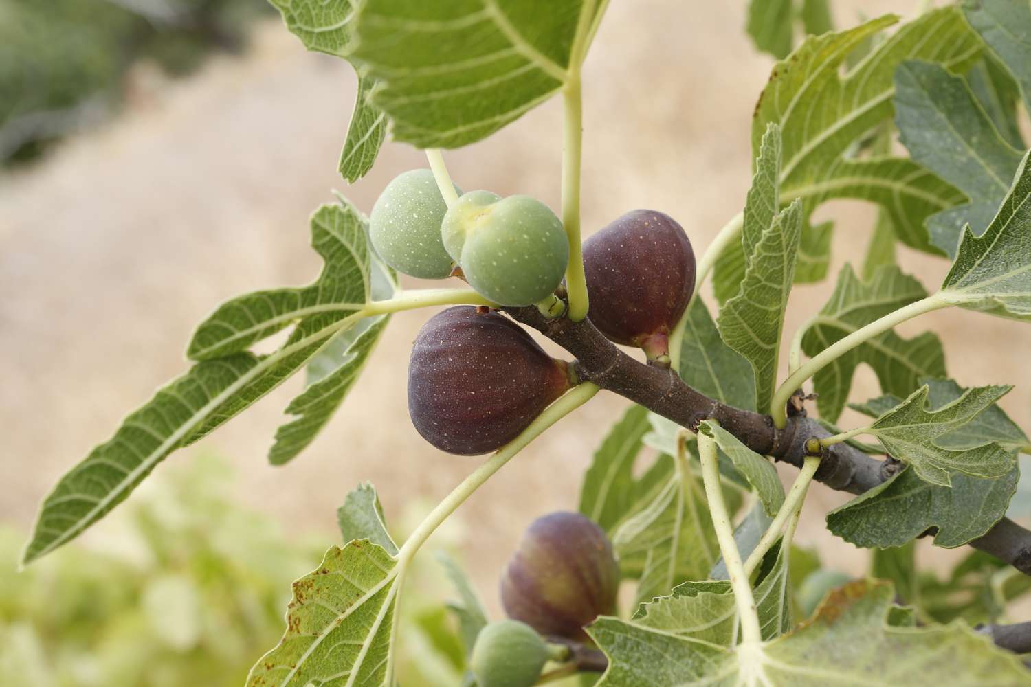 Mixed Fig Seeds for Planting Fruit Seeds for Home Gardens, Containers & Outdoor Growing